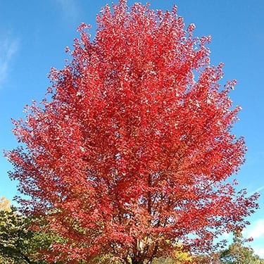 blaze maple