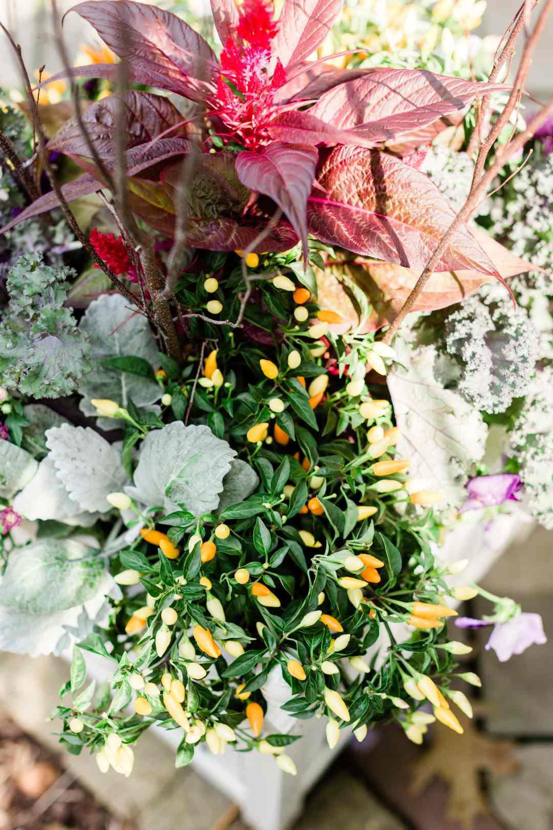 fall2 640 | Platt Hill Nursery