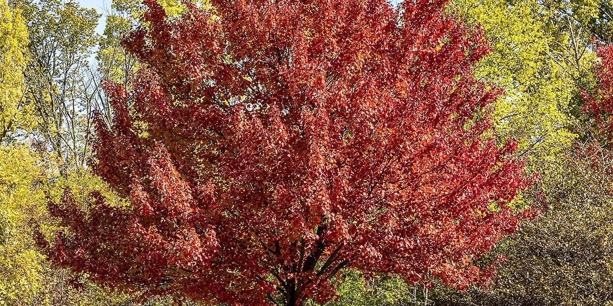 Planting Rich Fall Color Trees Visit the plant experts