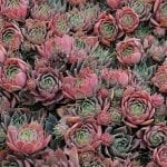 Purple Beauty Hens and Chicks Image