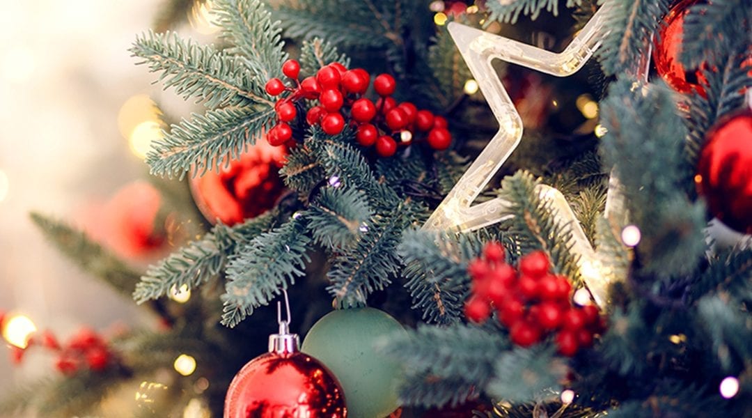 Find Your Perfect Tree!