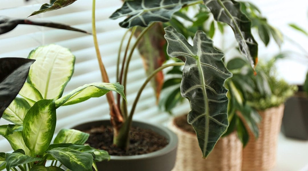 These Will Be the Hottest Houseplants of 2021 - Platt Hill Nursery