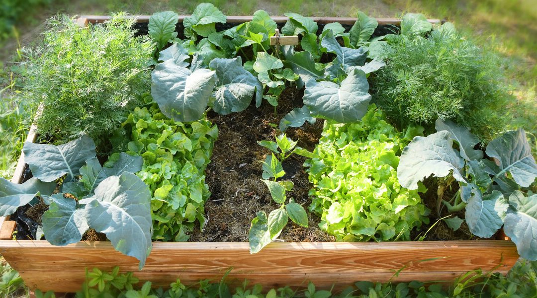 Vegetable Gardening For Beginners, Raised Bed Vegetable Gardening For Beginners