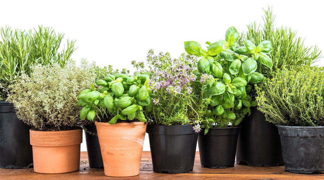 Diy Indoor Herb Garden Platt Hill Nursery Diy Indoor Herb Garden Platt Hill Nursery, Diy Indoor Herb Garden With Grow Light
