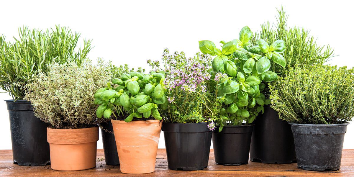 Diy Indoor Herb Garden Platt Hill Nursery - Growing Herb Garden Indoors Diy Indoor Herb Garden Platt Hill Nursery - Growing Herb Garden Indoors