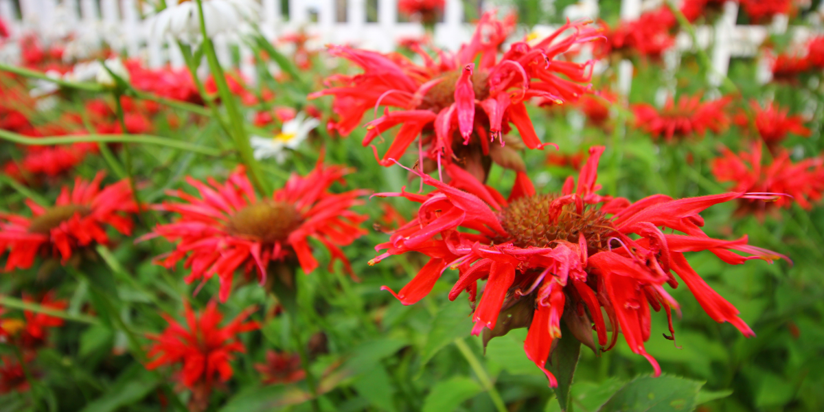 Beautify Your Garden with Bee Balm Platt Hill Nursery Blog & Advice